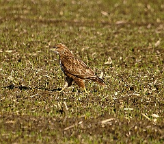 vogel 99 4995