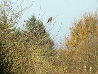 fasan und bussard