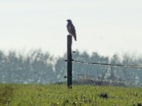 maeusebussard