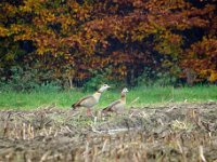 nilgans